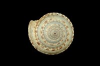 藏品(夸氏車輪螺)的圖片